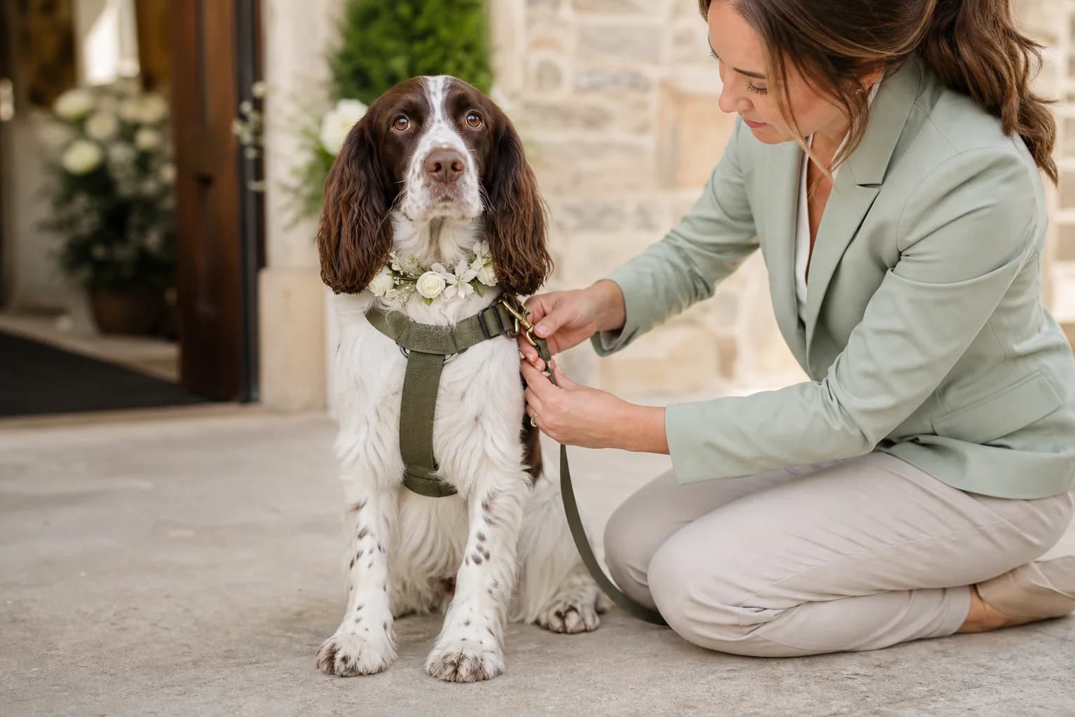 Professional dog wedding chaperone checking a spaniel’s harness at an elegant venue